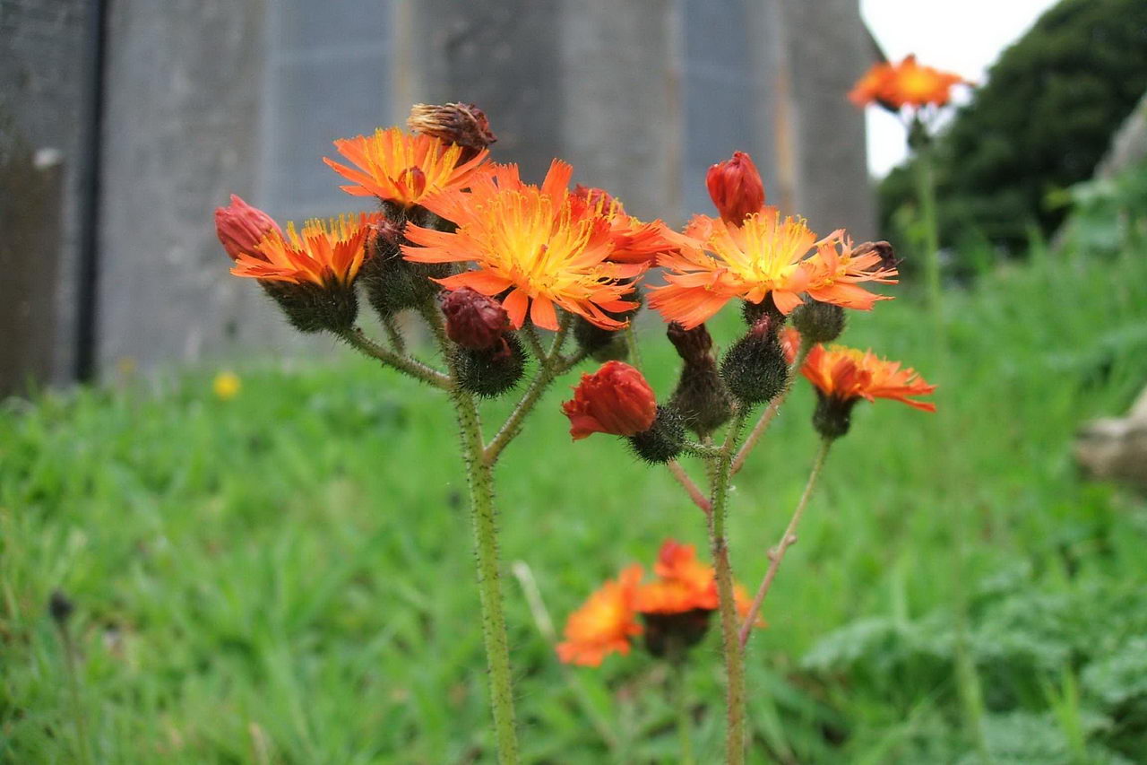 هایراسیوم اورانتیاکوم , 